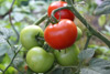 Tomaten pflanzen: Wann ist die beste Zeit?