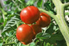 Tomaten für den Balkon selbst anpflanzen