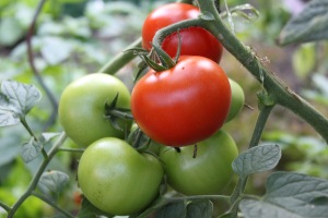 rote & grüne Tomaten
