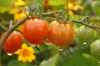 Tomaten pflanzen, Pflege, Tipps und Tricks